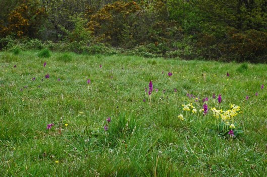 15th May-Cowslips and Early Purple Orchids