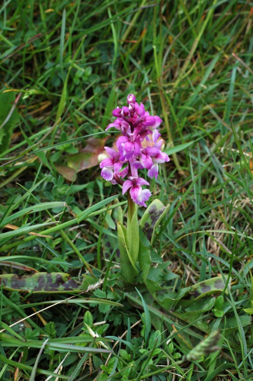 A lighter shaded Early Purple Orchid