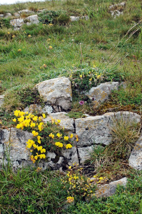 A natural rockery