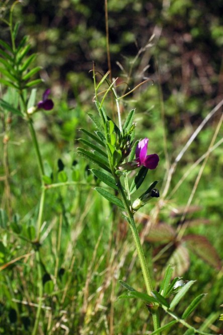 Common Vetch