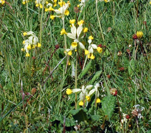 Cowslips with Salad Burnet
