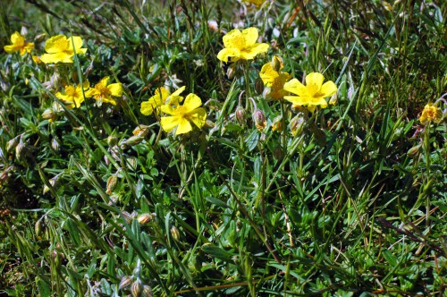 Common Rockrose