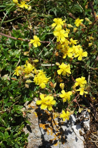 Hoary Rockrose
