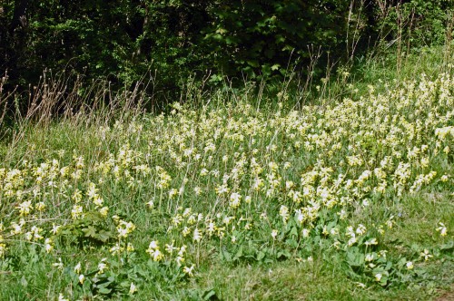 A quietly stunning display of  Cowslips