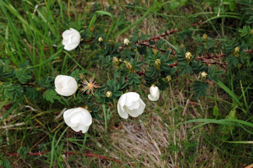 A straggly branch of Burnet Roses