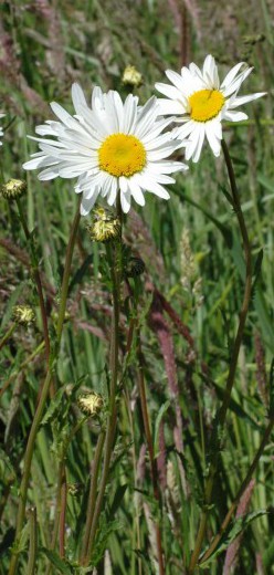 150610-Bodnant Garden 5