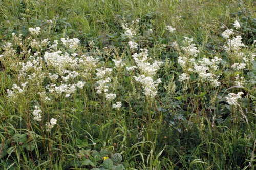 A stand of Dropwort on the hillside of Bryn Euryn