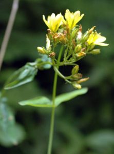 Pale St. john's Wort-hypeericum montanum