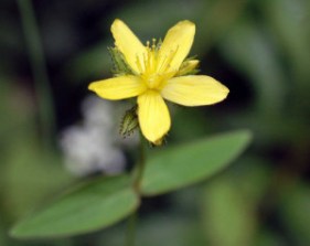 150712tg-pale-st-johns-wort-hypericum-montanum-bryn-euryn-2-e1438280360389