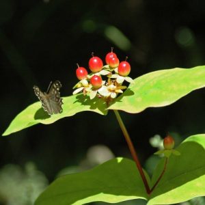 7/8/15-Berries ripen from red to black