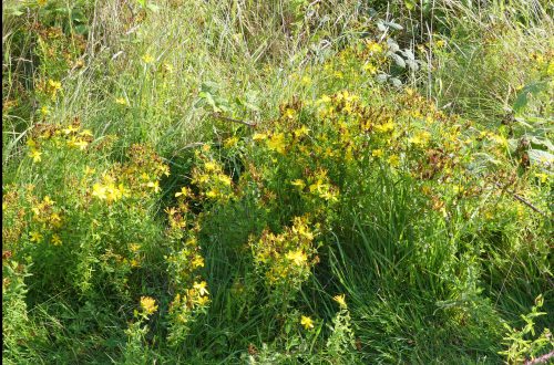 160826-LORC4-Hypericum - large patch