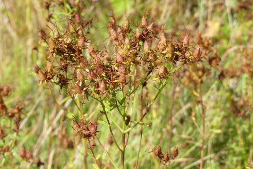 160826-LORC9-Hypericum perforatum seedhead