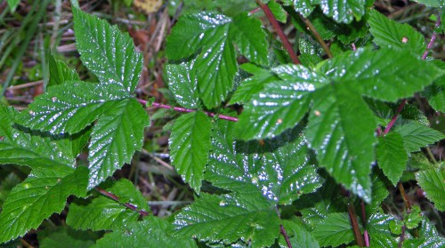 Wet Meadowsweet leaves on plants growing on a streamside 
