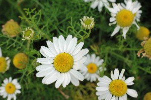 2012-9-15TGNW-Sea Mayweed-Tripleurospermum maritimum-Llanddwyn Island