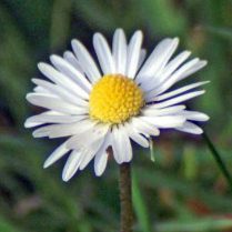 Daisy-Bellis perennis