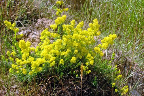 Lady's Bedstraw on sand in Norfolk-East Runton cliff