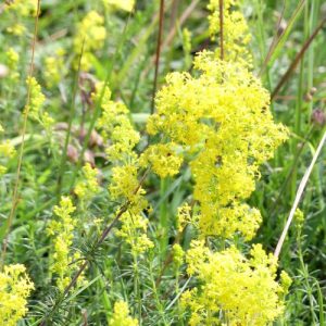 160703-55-Bryn Euryn-Lady's Bedstraw