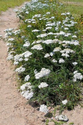 160714-Gt Orme 01-West Beach-Yarrow