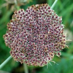 2012-9-15TGNW-Yarrow seedhead