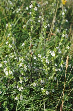 120818-Eyebright plant, Little Orme