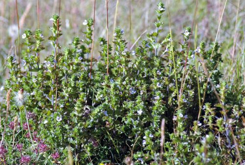 150714-Little Orme-Eyebright