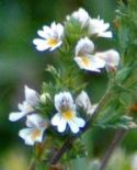 151008-Bryn Pydew-Eyebright flowers