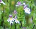 151008-Bryn Pydew-Eyebright with lilac flowers 2