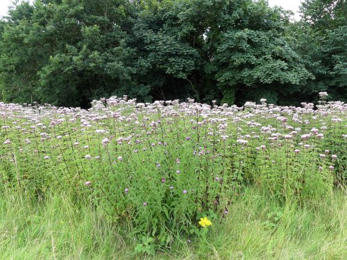 160805-Bryn Euryn (60)-stand of Hemp Agrimony
