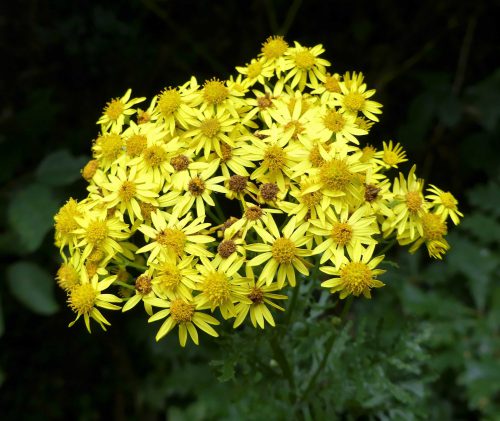 160805-Bryn Euryn (8)-Ragwort flowers