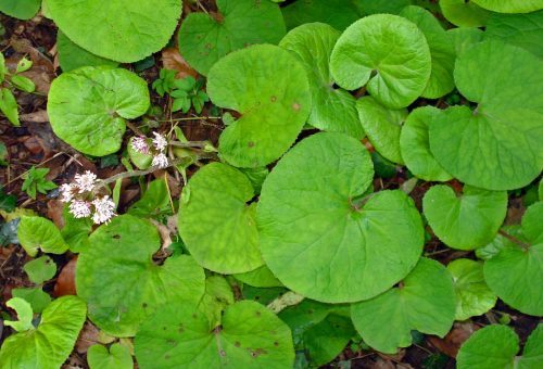 160123-berc-winter-heliotrope-leaves