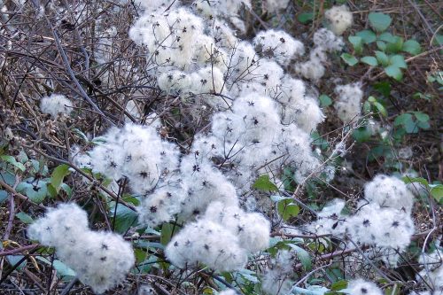 170102-berc-64-clematis-seedheads