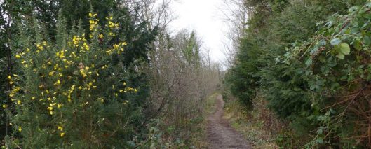 170111-berc006-walk-woodland-trail