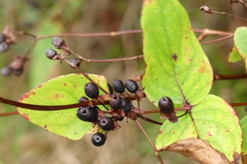 170111-berc007-walk-tutsan-berries-are-black