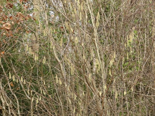 170111-berc011-walk-hazel-catkins