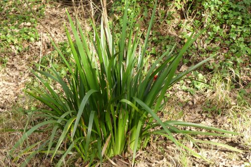 170111-berc016-walk-iris-foetidissima-leaves
