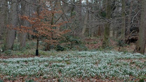 130216-chirk-castle-2