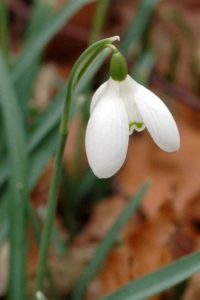 130216-chirk-castle-5