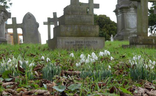 170130-st-trillo-churchyard-1-snowdrops