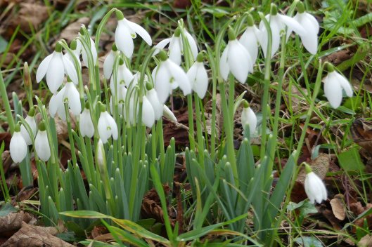 170130-st-trillo-churchyard-2-snowdrops